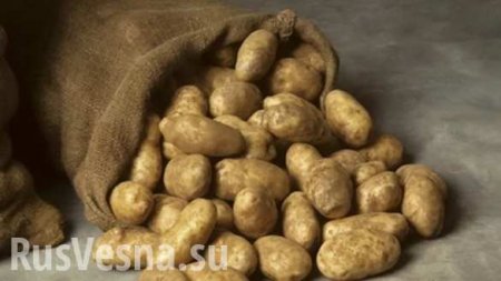 В Киеве вспыхнул скандал из-за картошки для боевиков «АТО» (ФОТО)