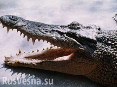 Жуткий Новый год: крокодил утащил под воду 4-летнего ребенка