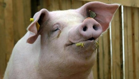 За свинью ответят: РФ может разорвать отношения с ВТО из-за эмбарго на свинину
