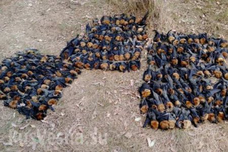 Аномальная жара «заживо сварила» тысячи летучих мышей в Австралии (ФОТО, ВИДЕО)