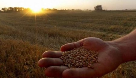 Украина исчерпала квоты на поставки пшеницы в ЕС за 5 дней