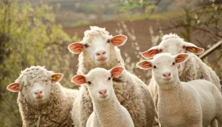 В Румынии овцы сорвали работу базы НАТО