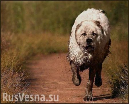 Похороненная в Татарстане собака выбралась из могилы (ВИДЕО)
