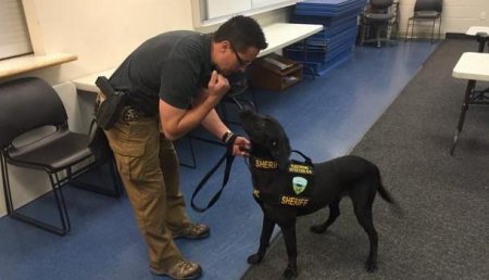Пёс был удивлён: В США преступник покусал полицейскую собаку