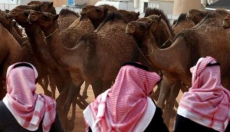 На конкурсе красоты верблюдов в Саудовской Аравии «участников» дисквалифицировали из-за ботокса в губах