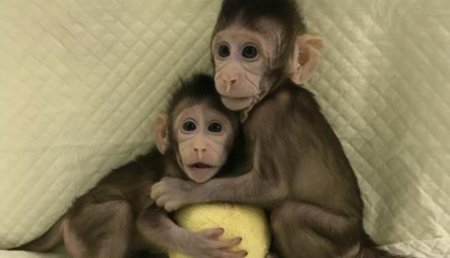 Генетики из Китая впервые клонировали обезьяну по методике «овечки Долли»