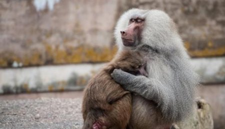 Атака бабуинов: Посетителей зоопарка в Париже эвакуировали из-за сбежавших обезьян