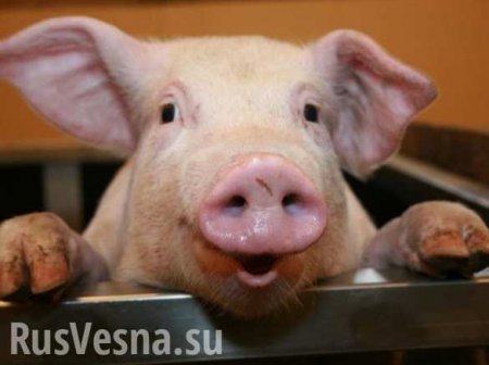 На Украине стремительно сокращается поголовье свиней