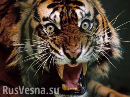 Жестокие кадры: схватка медведя с тигром (ВИДЕО)
