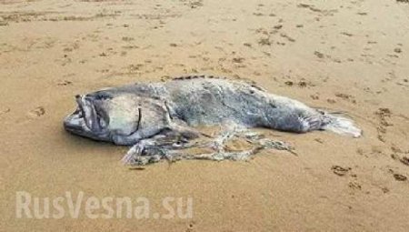 Жуткое зрелище: На пляже Австралии нашли рыбу-монстра (ФОТО)