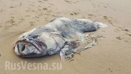 Жуткое зрелище: На пляже Австралии нашли рыбу-монстра (ФОТО)