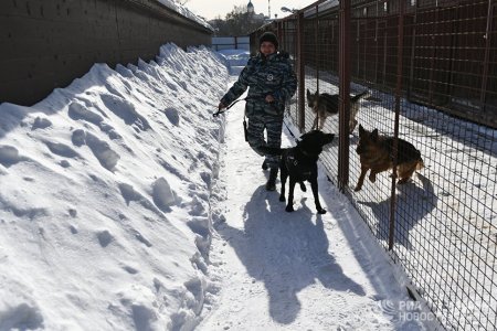 «Если надо — они готовы погибнуть»: как служат розыскные собаки МВД 