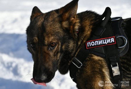 «Если надо — они готовы погибнуть»: как служат розыскные собаки МВД 