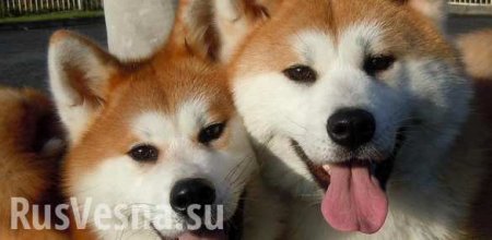 В Японии собаки породы акита-ину сняли панорамы для карт Google (ВИДЕО)