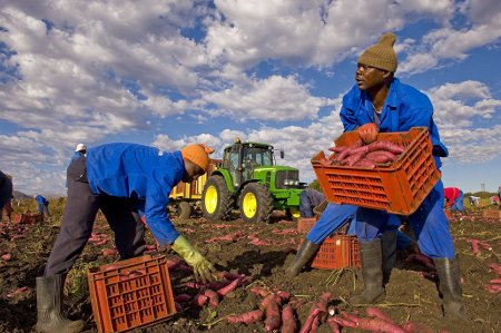 For blacks only: у белых фермеров в Южной Африке отбирают землю