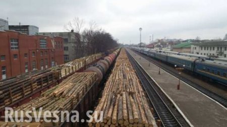 «Скоро мы пойдем как скот на убой»: Украинцев шокировали кадры отправки леса в Европу (ВИДЕО)