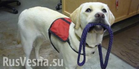 Надо помочь: ослепшей девушке из Горловки требуется собака-поводырь (ФОТО)