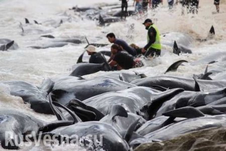 150 дельфинов выбросились на побережье Индийского океана (ФОТО, ВИДЕО)