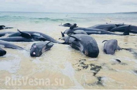 150 дельфинов выбросились на побережье Индийского океана (ФОТО, ВИДЕО)