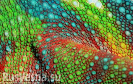 Российские ученые создали искусственный аналог «кожи хамелеона» (ВИДЕО)