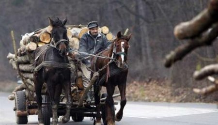 Готовь сани летом: Нацбанк Украины объявил тендер на покупку дров «из твердых пород дерева»