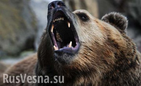 Латвийский медведь сломал забор, чтобы уйти в Россию