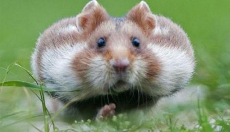 Британия, покайся!: Защитники животных требуют расследовать смерть морских свинок Скрипалей