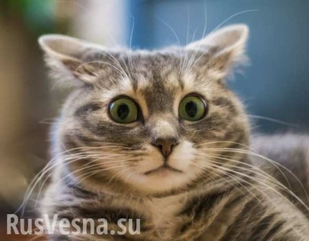 «Чем же провинился ты, котейка», — лидер российской группы посвятил стихотворение коту Скрипалей (ВИДЕО)