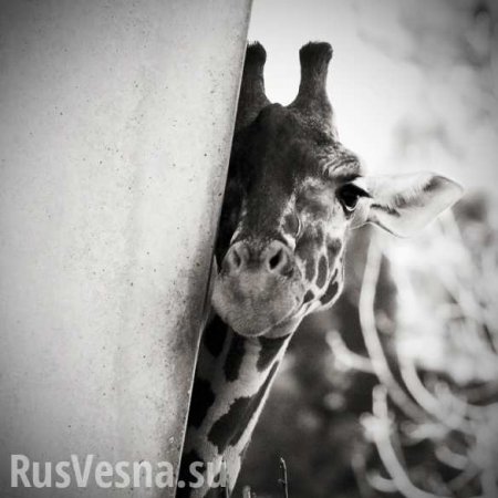 Жираф нелепо погиб в китайском зоопарке (ВИДЕО)
