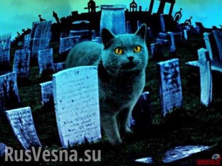 В Краматорске ВСУ восстали против кладбища домашних животных (ВИДЕО)