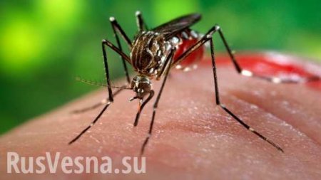Ученые открыли удивительное влияние комариных укусов на иммунитет