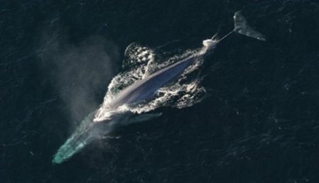Неожиданный гость: в Красном море обнаружили синих китов