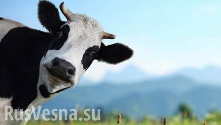 Болгарскую корову хотят усыпить за незаконный переход границы