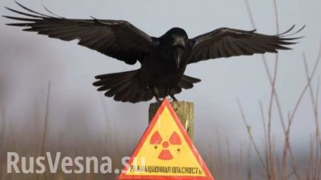 После пожара в чернобыльском лесу в Киеве вырос радиационный фон (ФОТО)