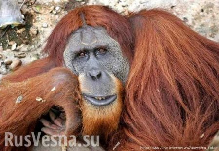 Орангутанг пытался остановить бульдозер, уничтожающий его лес (ФОТО, ВИДЕО)