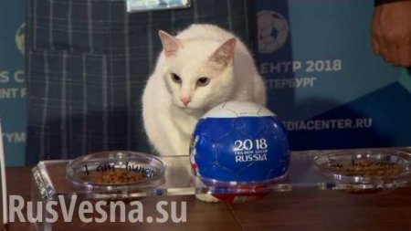Глухой кот из Эрмитажа предсказал итог первого матча ЧМ-2018 (ФОТО, ВИДЕО)