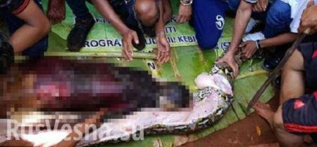 Шокирующие кадры: разрезав питона, спасатели обнаружили тело пропавшей женщины (ВИДЕО 18+)