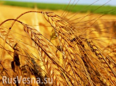 В Минске договорились о новом «хлебном перемирии» на Донбассе