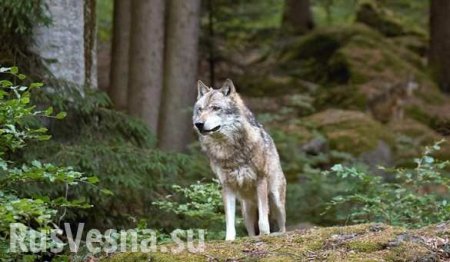 Целеустремлённый чернобыльский волк ушёл в глубь Украины (КАРТА)