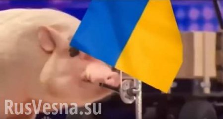 Свои свиньи кончились: Украина увеличила импорт свинины в 8 раз