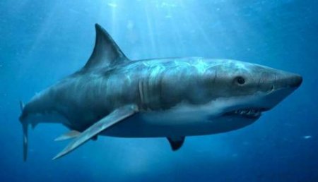 К 2050 году акулы могут атаковать Великобританию, — СМИ.