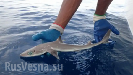 Во Флориде поймали акулу с печальными коровьими глазами (ФОТО)