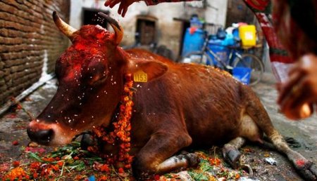 Индусы насмерть забили мусульманина из-за контрабанды коровы
