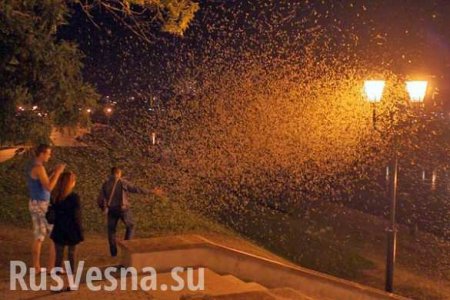 «Грядёт апокалипсис»: Витебск атаковали крылатые ночные создания (ФОТО, ВИДЕО)