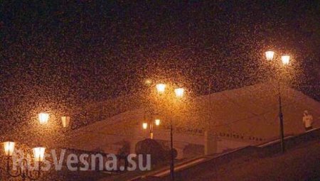 «Грядёт апокалипсис»: Витебск атаковали крылатые ночные создания (ФОТО, ВИДЕО)