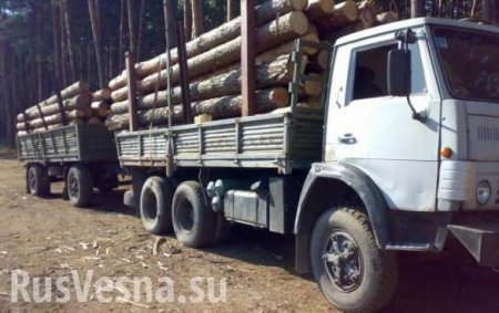 Нерабы: Австрия потребовала от Киева снять запрет на экспорт леса