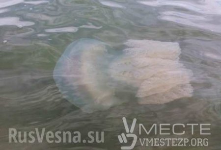 Украину атакуют ядовитые медузы весом в 10 кило (ФОТО, ВИДЕО)