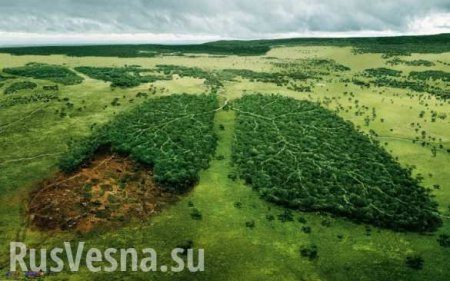 Зрада: на Украине «усохло» уже 400 тыс. гектаров леса (ФОТО, ИНФОГРАФИКА)