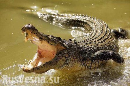 Крокодилы-убийцы выгоняют жителей деревень из домов
