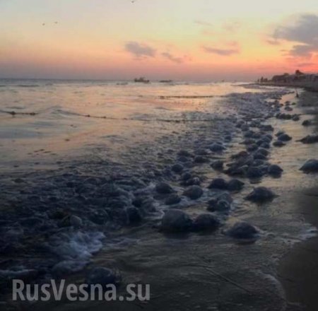 Украинские морские курорты оккупировали отвратительные твари со щупальцами (ФОТО)